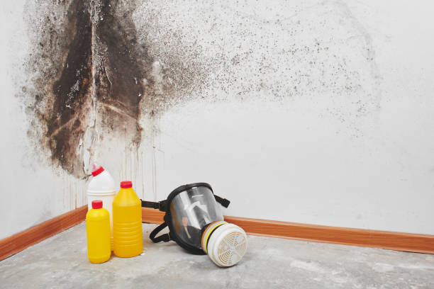 Best Mold Removal Near Me  in Hudson Falls, NY