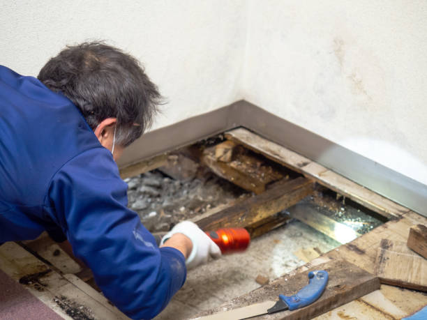 Best Mold Cleaning Services  in Hudson Falls, NY