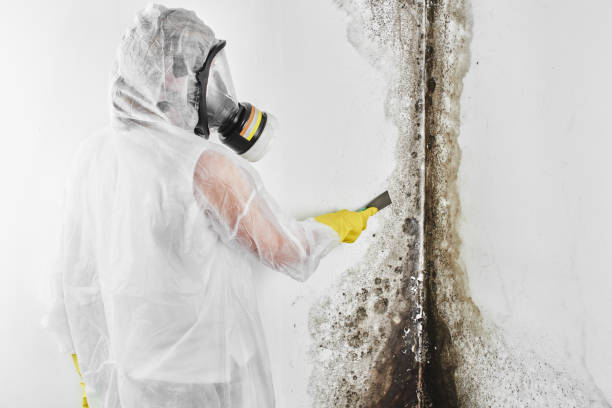 Office Mold Removal Services in Hudson Falls, NY