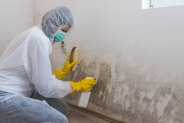 Best Emergency Mold Removal  in Hudson Falls, NY