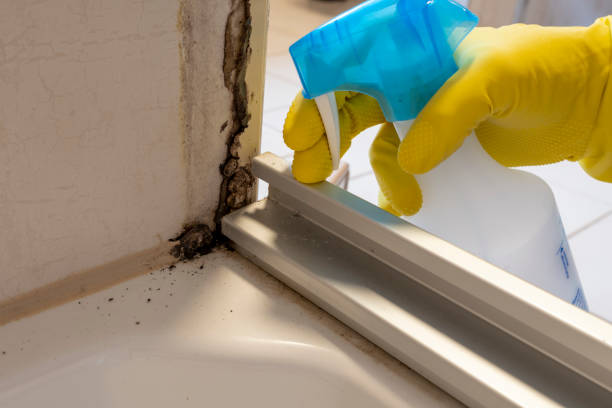 Best Mold Remediation  in Hudson Falls, NY