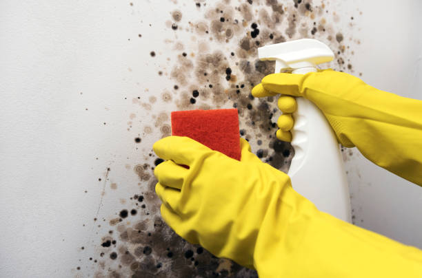 Best Mold Removal Company Near Me  in Hudson Falls, NY