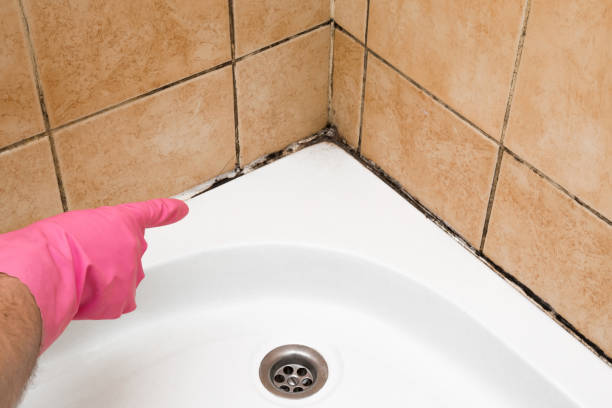Best Residential Mold Removal  in Hudson Falls, NY