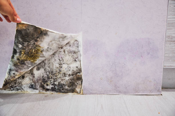 Best Certified Mold Removal  in Hudson Falls, NY